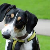 Benny is a Saluki cross who is better suited to being the only pet at home as he is too lively for most dogs, but he can live with children around the age of 10. He is house trained but will need someone who won't leave him more than an hour or so else he becomes distressed.