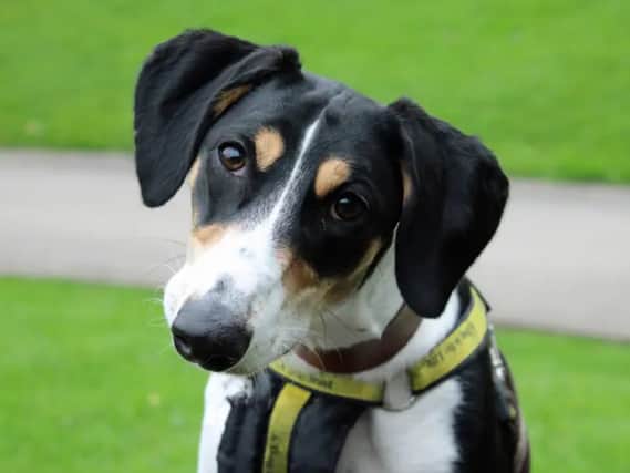 Benny is a Saluki cross who is better suited to being the only pet at home as he is too lively for most dogs, but he can live with children around the age of 10. He is house trained but will need someone who won't leave him more than an hour or so else he becomes distressed.
