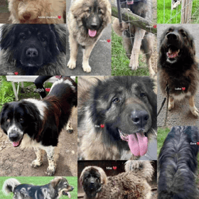 The 11 dogs campaigners believe the council had euthanised (Lost Souls/Facebook)