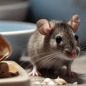 A mouse in the kitchen. Image: Jorge Ferreiro - stock.adobe.com