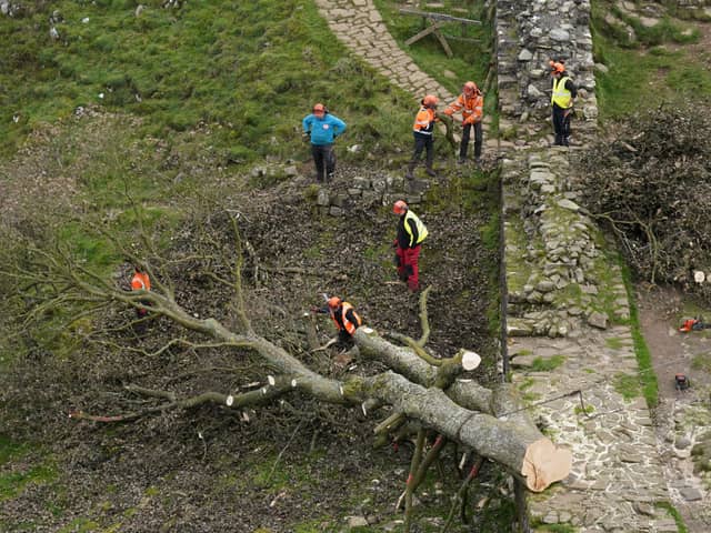 Work has now started chainsawing the felled tree into sections for its removal (Photo: Owen Humphreys/PA Wire)