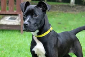 Jemima is a Staffordshire Bull Terrier cross, looking for a home as the only dog and with any children being over the age of 14 years. As Jemima arrived as a stray she will need someone round most of the day and Dogs Trust are unsure if she is house trained. Additionally, Jemima will need all of her basic training.