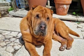 Fendi is a sweet Shar Pei who can live with other quiet dogs and children over the age of 8. She is perfectly house trained and can be left alone for a few hours without worry. Fendi has limited vision.