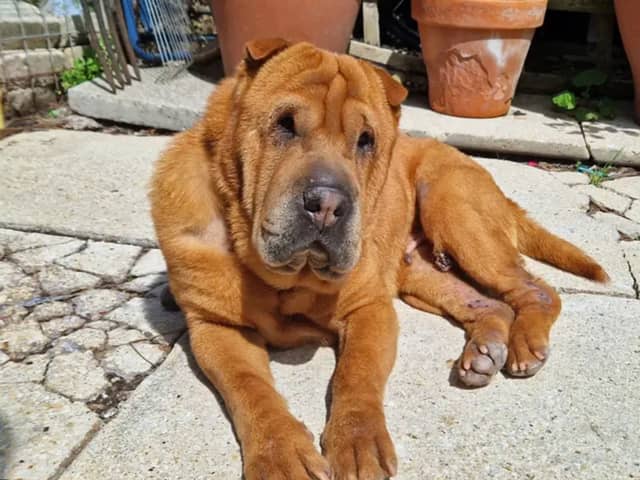 Fendi is a sweet Shar Pei who can live with other quiet dogs and children over the age of 8. She is perfectly house trained and can be left alone for a few hours without worry. Fendi has limited vision.