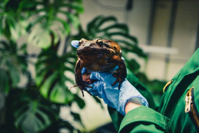 New surveys of the critically endangered mountain chicken frog suggest that fewer than 50 remain in the wild. Photo: Chester Zoo
