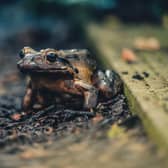 New surveys of the critically endangered mountain chicken frog suggest that fewer than 50 remain in the wild. Photo: Chester Zoo 