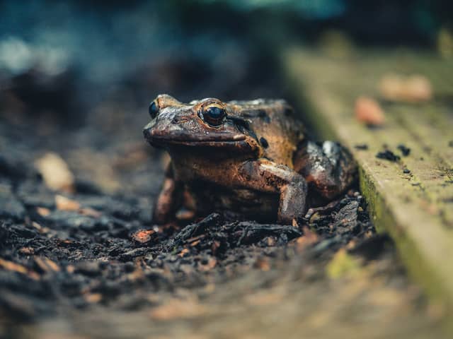 New surveys of the critically endangered mountain chicken frog suggest that fewer than 50 remain in the wild. Photo: Chester Zoo 