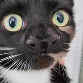 The cat named Nanny McPhee who has two noses. Image: Cats Protection / SWNS
