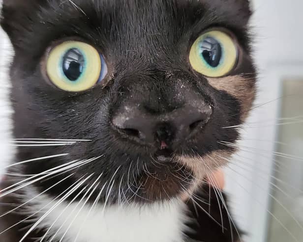 The cat named Nanny McPhee who has two noses. Image: Cats Protection / SWNS
