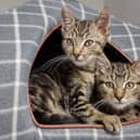 Barley and Bailey are gorgeous 13-week-old kittens looking for a home together.