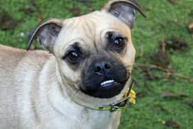 Pumpkin is a young Pug who is looking for a new home. 