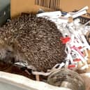 Each year, Freshfields Animal Rescue cares for approximately 500 hedgehogs suffering from an array of ailments