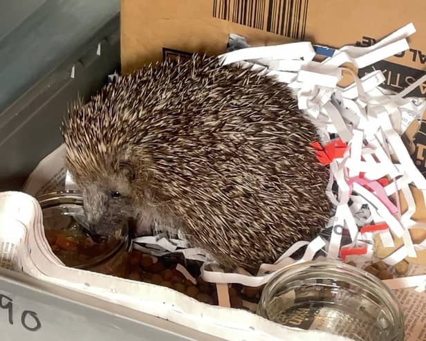 Each year, Freshfields Animal Rescue cares for approximately 500 hedgehogs suffering from an array of ailments