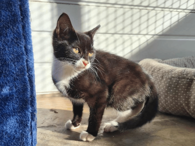 These adorable cats and kittens are looking for homes near Liverpool. Photo: RSPCA