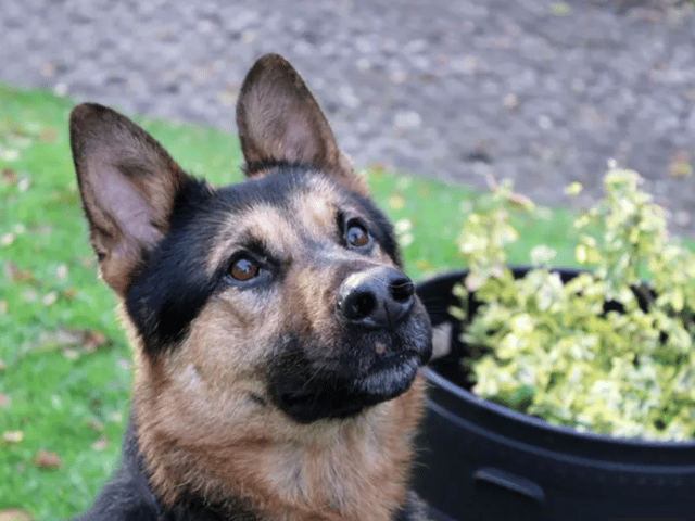 Wilson is a German Shepherd who will need to be the only dog at home but can live with children aged 10 and over. He is house trained and can be left alone for a few hours once settled.