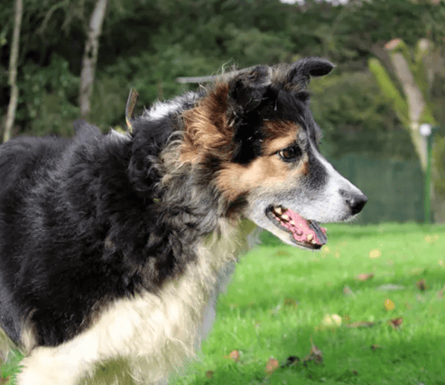 Wispa is a Border Collie who needs a home free of other pets and children. She is house trained but any time she spends alone will need to be built up gradually. She will also need regular grooming as this has been neglected in the past leading to matting.