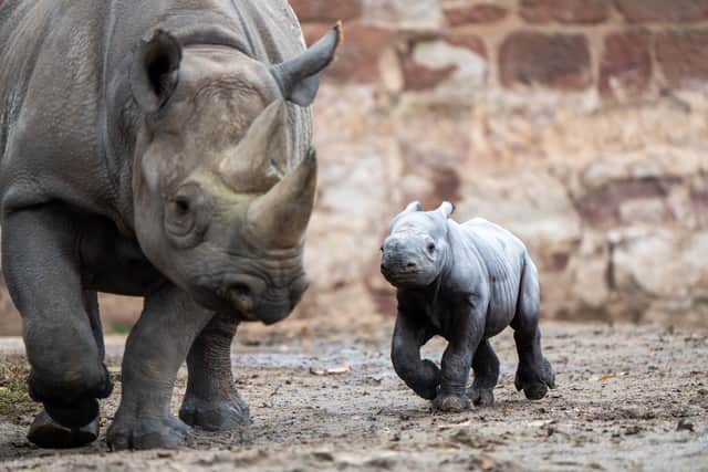 The critically endangered eastern black rhino calf was born on November 12 to mum, Zuri, following a 15-month pregnancy. Photo: Chester Zoo
