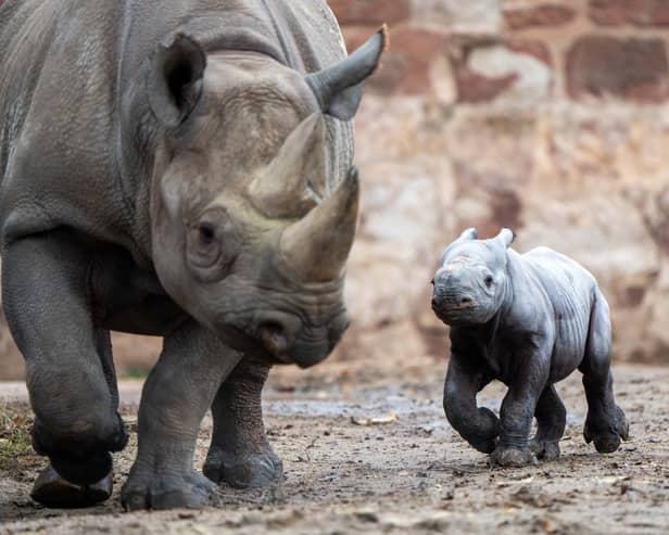 The critically endangered rhino was born on November 12. Photo: Chester Zoo