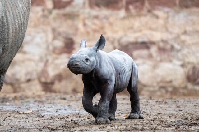 
The eastern black rhino is listed as critically endangered. Photo: Chester Zoo