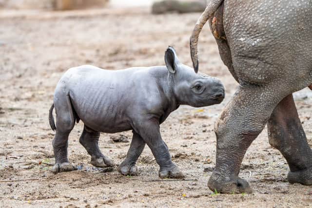 Heartwarming images show the new baby rhino sticking closely to her mum. Photo: Chester Zoo
