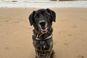 Dogs like Cooper are looking for a forever home near Liverpool. Photo: Dogs Trust Merseyside