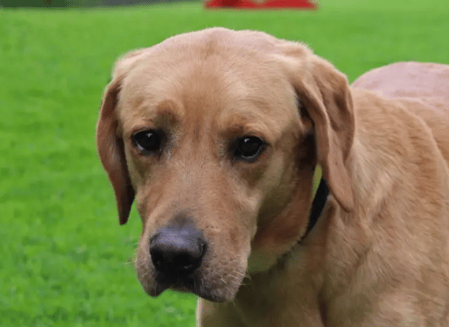 Dogs like Clifford are up for adoption in Liverpool. Photo: Dogs Trust Merseyside