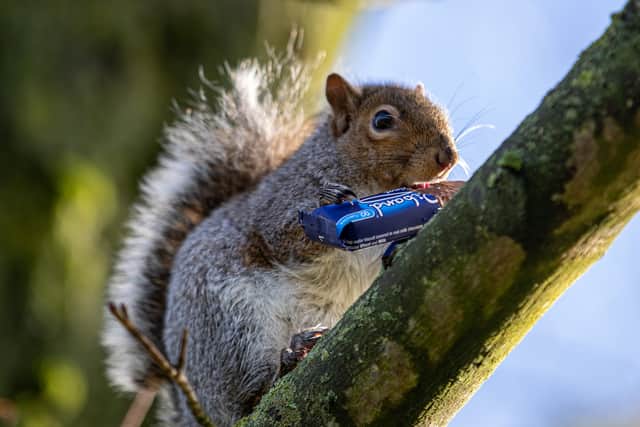 Since the discovery of the true culprits, residents say the fury thieves have doubled down, and are on a chocolate rampage. Photo: William Lailey/SWNS