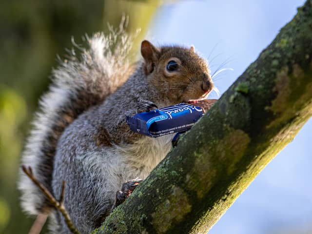 Since the discovery of the true culprits, residents say the fury thieves have doubled down, and are on a chocolate rampage. Photo: William Lailey/SWNS