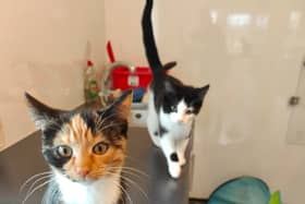 Kion (male) and Kiara (female) are gorgeous kittens hoping to be rehomed together in Liverpool. They could also be rehomed alongside their mother, Sarabi.