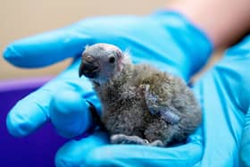 Two extremely rare baby birds have hatched at Chester Zoo in what conservationists believe to be a “pivotal moment” for the species. Photo: Chester Zoo 