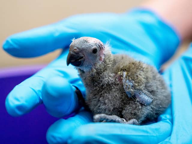 Two extremely rare baby birds have hatched at Chester Zoo in what conservationists believe to be a “pivotal moment” for the species. Photo: Chester Zoo 