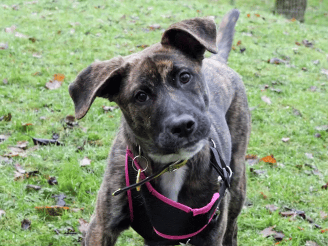 Rocco is a crossbreed who is under six months old. He can live with children over the age of 10 and no other pets at the moment.