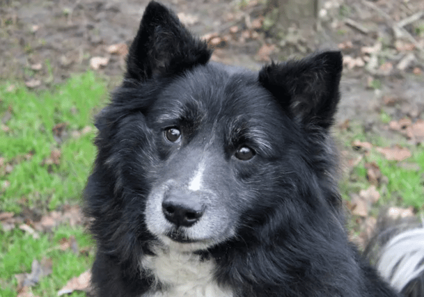 Dogs like Bear are looking for permanent homes in Liverpool and Merseyside. Photo: Dogs Trust Merseyside