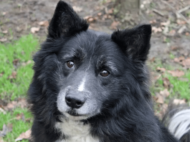 Dogs like Bear are looking for permanent homes in Liverpool and Merseyside. Photo: Dogs Trust Merseyside