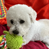 Dogs like Bichon Frise, Benny, are up for adoption in Merseyside.