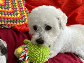 Dogs like Bichon Frise, Benny, are up for adoption in Merseyside.
