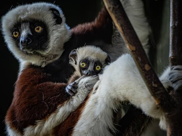 The critically endangered dancing lemur born at Chester Zoo.