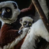 The critically endangered dancing lemur born at Chester Zoo.