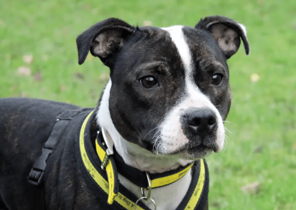 Lydia is up for adoption at Dogs Trust Merseyside.