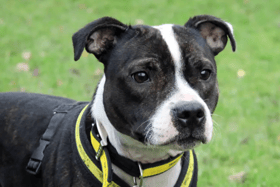 Lydia is up for adoption at Dogs Trust Merseyside.