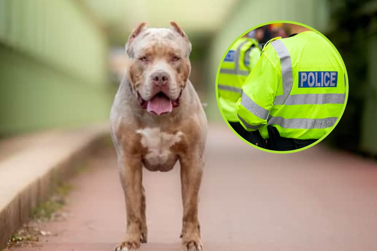 Billy Atack Two arrested after boy, 8, bitten on head in 'XL Bully attack'