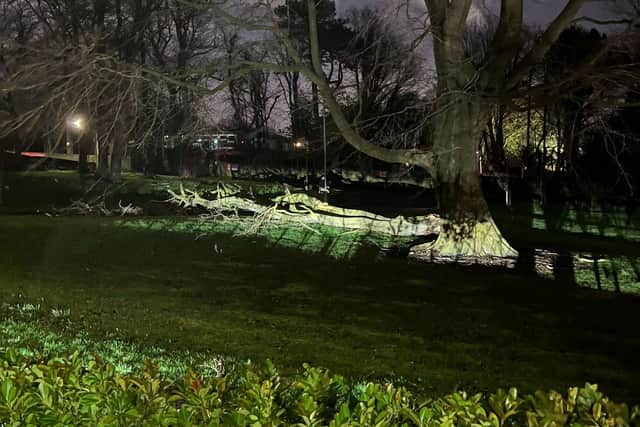 Tree blown over in Woolton yesterday evening, opposite Strawberry Fields. Image: Emma Dukes