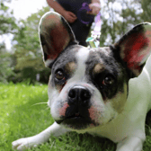 Bruce is a French Bulldog who need a home with just adults and no other pets. He is dog friendly but will guard resources. He is house trained and can be left alone for four hours. He will need multiple visits to him at the centre before going home.