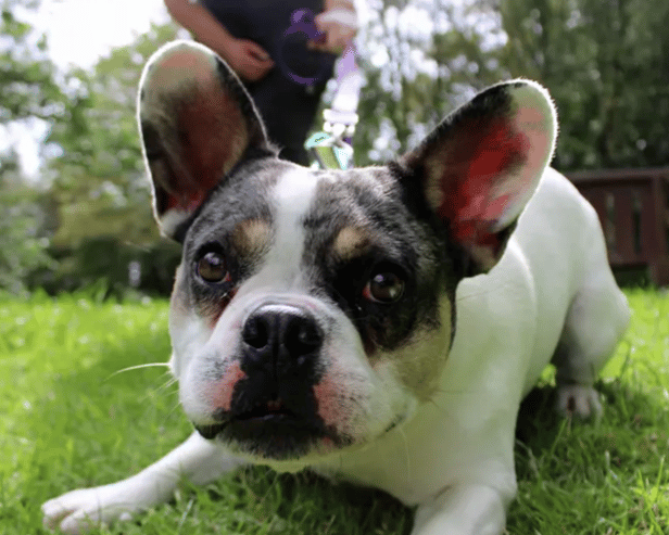 Bruce is a French Bulldog who need a home with just adults and no other pets. He is dog friendly but will guard resources. He is house trained and can be left alone for four hours. He will need multiple visits to him at the centre before going home.