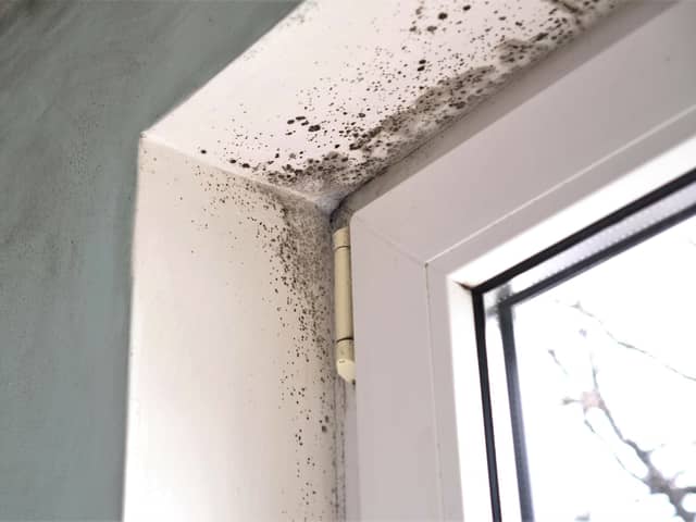 A local woman is concerned about black mould in her home. Image by Fevziie via stock.adobe.com - illustrative purposes only.
