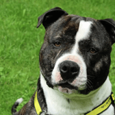 Ziggy needs a special, quiet home with an adult family and no other pets. He is house trained and can be left alone for a few hours. He is a large Staffordshire Bull Terrier and not considered to be XL Bully type.
