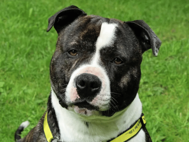 Ziggy needs a special, quiet home with an adult family and no other pets. He is house trained and can be left alone for a few hours. He is a large Staffordshire Bull Terrier and not considered to be XL Bully type.