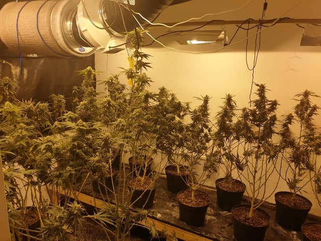 The cannabis farm found on Craigs Road, Liverpool.