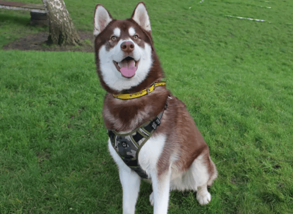 Steven is a Siberian Husky puppy who will need to be the only dog in the home. He could live with cats as he has done so previously and confident children over the age of 10. He is house trained and used to being left for a couple of hours, but not for very long periods so will need somebody at home enough to build this time up gradually. He very much needs an active family as he has endless energy, and somebody who is happy to make sure he is brushed daily.