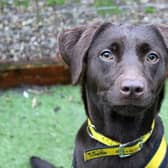 Luna was found as a stray. She loves to play and is friendly with people. Image: Dogs Trust Merseyside